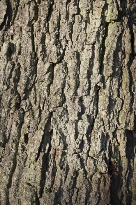 Framed Print : Common Oak (Quercus robur) close-up of bark, Suffolk, England, october Framed Print : Common Oak (Quercus robur) close-up of bark, Suffolk, England, october