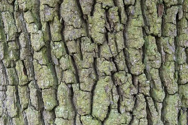 Common Oak (Quercus robur) close-up of bark, England, July