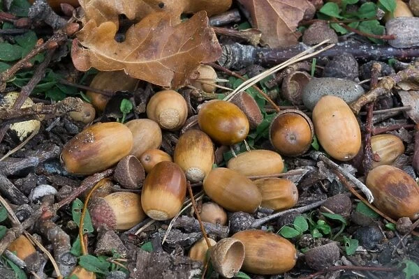 Common Oak (Quercus robur) close-up of fallen acorns, West Sussex, England, october