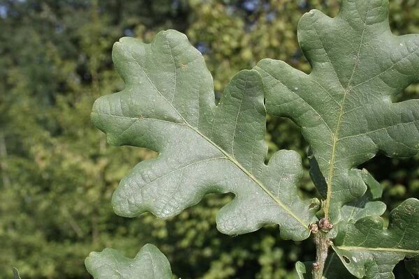 Common Oak (Quercus robur) close-up of leaves, growing in woodland, Vicarage Plantation, Mendlesham, Suffolk, England