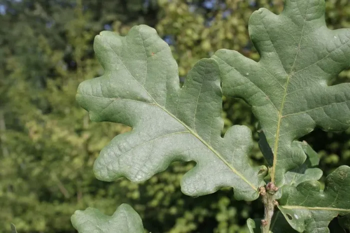 Framed Print : Common Oak (Quercus robur) close-up of leaves, growing in woodland, Vicarage Plantation, Mendlesham, Suffolk, England Framed Print : Common Oak (Quercus robur) close-up of leaves, growing in woodland, Vicarage Plantation, Mendlesham, Suffolk, England