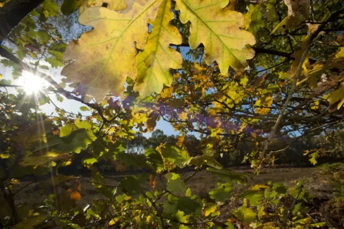 Framed Print : Common Oak (Quercus robur) close-up of leaves, autumn colour in woodland, Oulton, Cheshire, England, october Framed Print : Common Oak (Quercus robur) close-up of leaves, autumn colour in woodland, Oulton, Cheshire, England, october