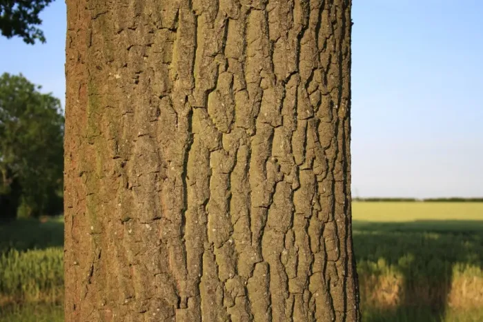 Framed Print : Common Oak (Quercus robur) close-up of trunk, growing in arable farmland, Bacton, Suffolk, England, june Framed Print : Common Oak (Quercus robur) close-up of trunk, growing in arable farmland, Bacton, Suffolk, England, june