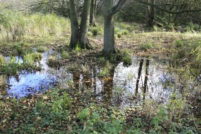 Framed Print : Common Oak (Quercus robur) and Common Alder (Alnus glutinosa) growing in alder carr wet woodland habitat