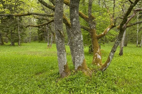 Common Oak (Quercus robur) coppiced trunk, growing in wooded meadow habitat, Tagamoisa Nature Reserve, Saaremaa Island