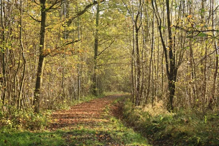 Framed Print : Common Oak (Quercus robur) and European Hornbeam (Carpinus betulus) ancient woodland habitat with path