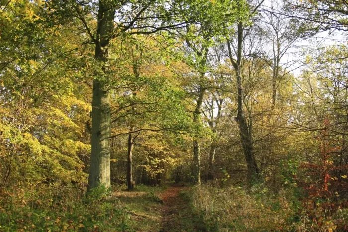 Framed Print : Common Oak (Quercus robur) and European Hornbeam (Carpinus betulus) ancient woodland habitat with path Framed Print : Common Oak (Quercus robur) and European Hornbeam (Carpinus betulus) ancient woodland habitat with path
