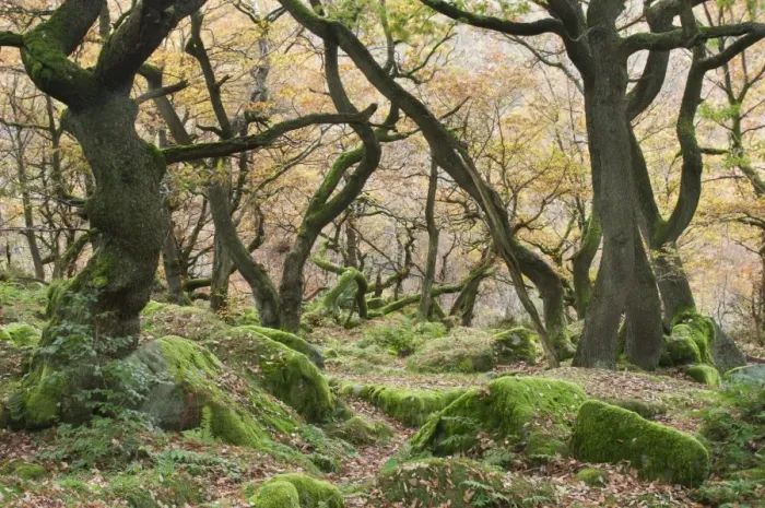 Framed Print : Common Oak (Quercus robur) growing in rocky woodland habitat, Padley Gorge, Dark Peak, Peak District N. P Framed Print : Common Oak (Quercus robur) growing in rocky woodland habitat, Padley Gorge, Dark Peak, Peak District N. P