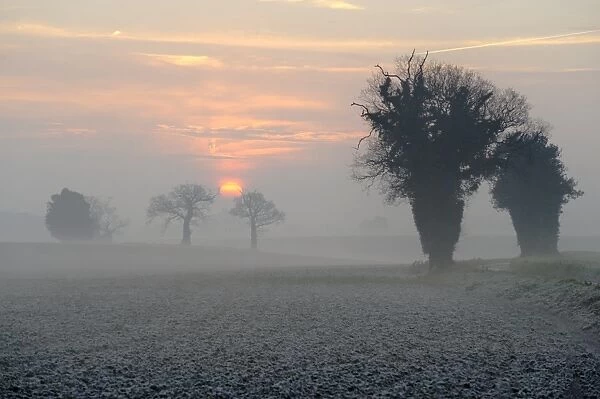 Common Oak (Quercus robur) habit, silhouetted at edge of frost covered arable fields in morning mist at sunrise