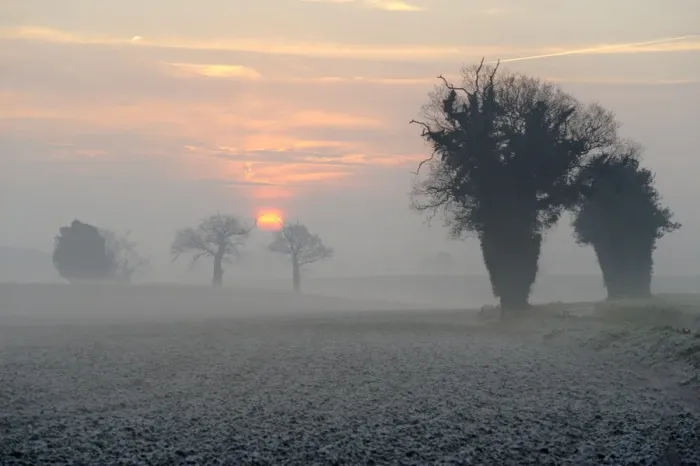 Framed Print : Common Oak (Quercus robur) habit, silhouetted at edge of frost covered arable fields in morning mist at sunrise Framed Print : Common Oak (Quercus robur) habit, silhouetted at edge of frost covered arable fields in morning mist at sunrise