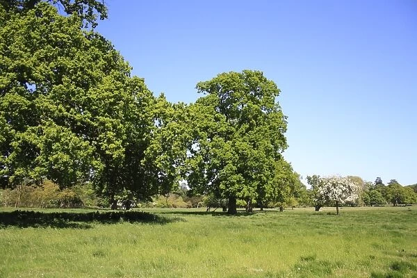 Common Oak (Quercus robur) habit, mature trees growing in parkland habitat, Thornham Estate, Thornham Magna, Suffolk
