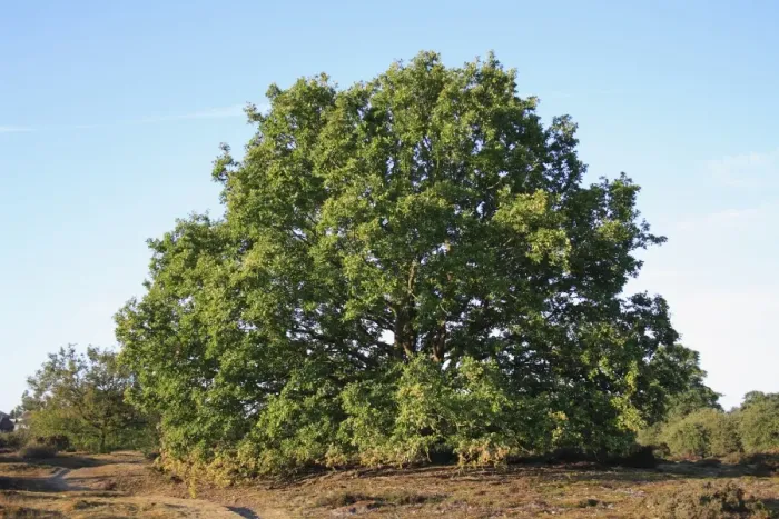 Framed Print : Common Oak (Quercus robur) habit, mature tree growing in lowland heathland reserve, Wortham Ling, Upper Waveney Valley