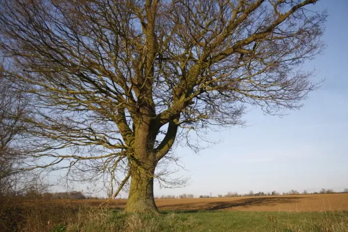 Framed Print : Common Oak (Quercus robur) habit, bare tree at edge of arable field, Bacton, Suffolk, England, march Framed Print : Common Oak (Quercus robur) habit, bare tree at edge of arable field, Bacton, Suffolk, England, march