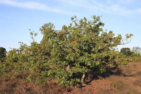 Common Oak (Quercus robur) habit, young trees growing in lowland heathland reserve, Wortham Ling, Upper Waveney Valley
