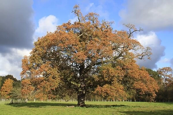 Common Oak (Quercus robur) habit, ancient tree in autumn colour, with owl nestbox