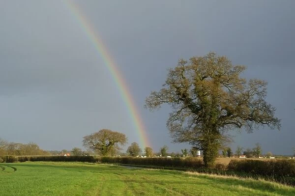 Common Oak (Quercus robur) habit, growing in roadside hedgerow beside arable field, with rainbow and stormclouds