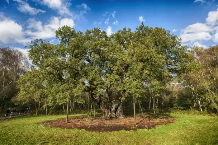 Framed Print : Common Oak (Quercus robur) Major Oak ancient tree, over 1, 150 years old, with branches supported with metal posts Framed Print : Common Oak (Quercus robur) Major Oak ancient tree, over 1, 150 years old, with branches supported with metal posts