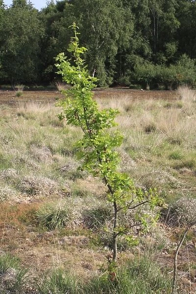 Common Oak (Quercus robur) sapling, growing on acid grassland, Little Ouse Headwaters Project, Hinderclay Fen