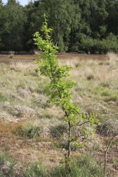 Framed Print : Common Oak (Quercus robur) sapling, growing on acid grassland, Little Ouse Headwaters Project, Hinderclay Fen Framed Print : Common Oak (Quercus robur) sapling, growing on acid grassland, Little Ouse Headwaters Project, Hinderclay Fen