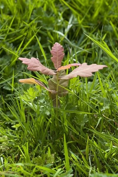 Common Oak, Quercus robur, self-seeded seedling, germinating in grassland, West Berkshire, England, June