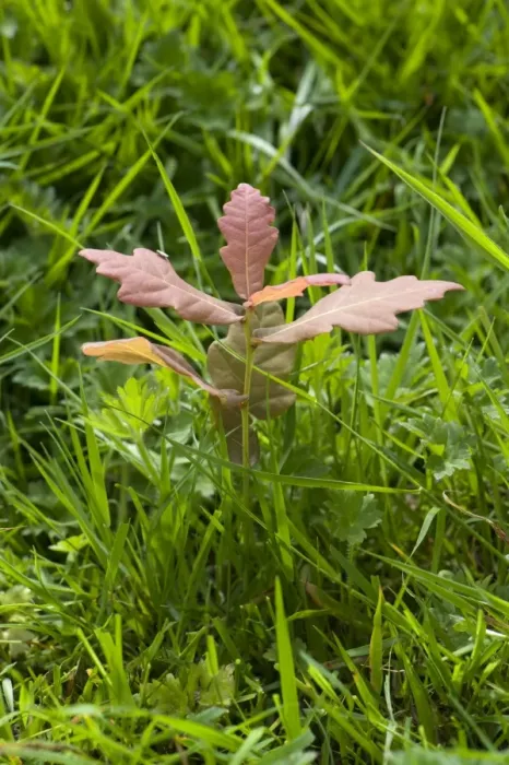 Framed Print : Common Oak, Quercus robur, self-seeded seedling, germinating in grassland, West Berkshire, England, June Framed Print : Common Oak, Quercus robur, self-seeded seedling, germinating in grassland, West Berkshire, England, June