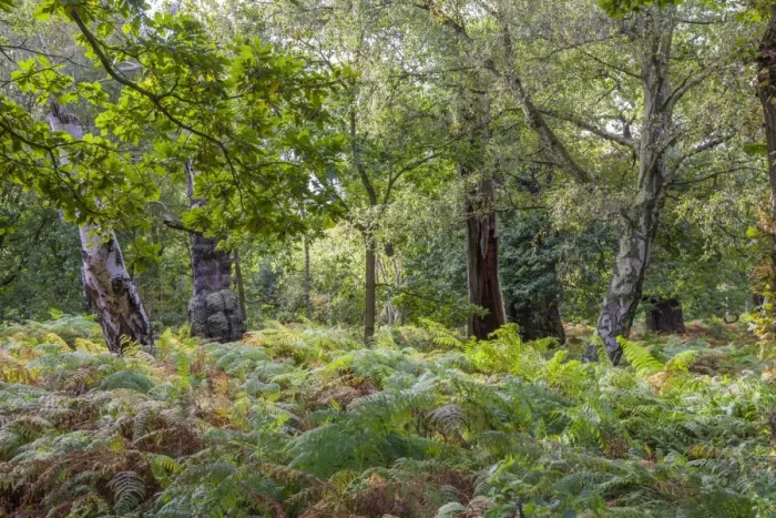 Framed Print : Common Oak (Quercus robur) with Silver Birch (Betula pendula) and bracken, growing in deciduous woodland habitat