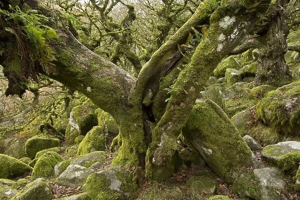 Common Oak (Quercus robur) stunted trees with epiphytic ferns, with moss covered boulders in understory of moorland