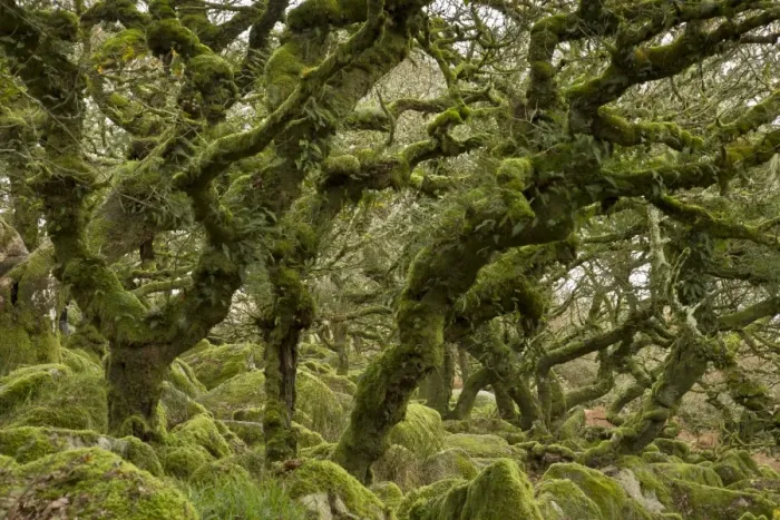 Framed Print : Common Oak (Quercus robur) stunted trees with epiphytic ferns, with moss covered boulders in understory of moorland
