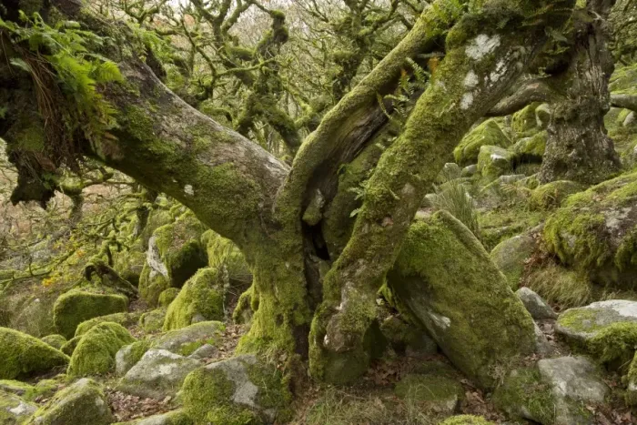 Framed Print : Common Oak (Quercus robur) stunted trees with epiphytic ferns, with moss covered boulders in understory of moorland Framed Print : Common Oak (Quercus robur) stunted trees with epiphytic ferns, with moss covered boulders in understory of moorland