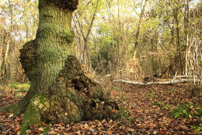 Framed Print : Common Oak (Quercus robur) trunk with burrs, growing in ancient woodland habitat, Wolves Wood RSPB Reserve, Hadleigh Framed Print : Common Oak (Quercus robur) trunk with burrs, growing in ancient woodland habitat, Wolves Wood RSPB Reserve, Hadleigh