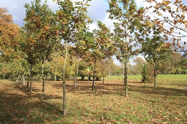 Common Oak (Quercus robur) young trees, growing in new Millenium woodland, planted on former meadowland