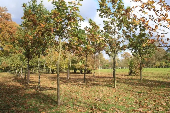 Framed Print : Common Oak (Quercus robur) young trees, growing in new Millenium woodland, planted on former meadowland Framed Print : Common Oak (Quercus robur) young trees, growing in new Millenium woodland, planted on former meadowland