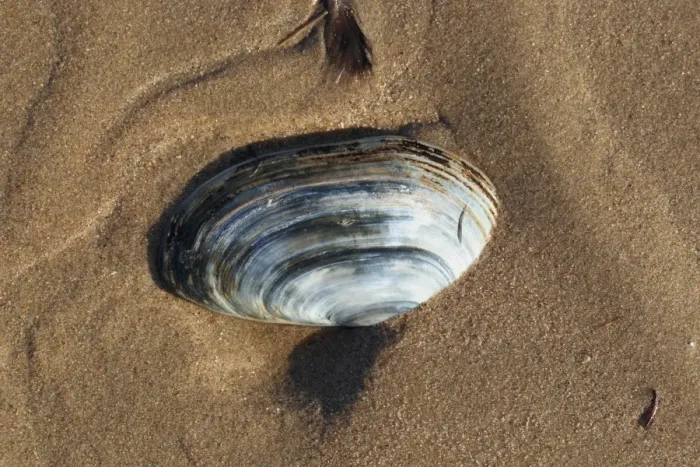 Framed Print : Common Otter Shell (Lutraria lutraria) empty shell, on sandy beach, Gower Peninsula, West Glamorgan, Wales, March Framed Print : Common Otter Shell (Lutraria lutraria) empty shell, on sandy beach, Gower Peninsula, West Glamorgan, Wales, March