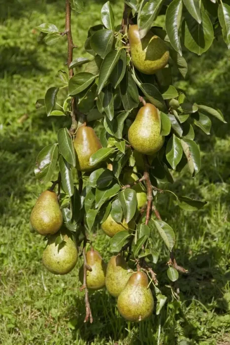 Framed Print : Common Pear fruit Framed Print : Common Pear fruit