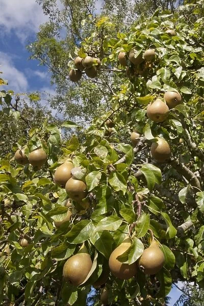 Common Pear (Pyrus communis) Conference, fruit growing on tree, England, October