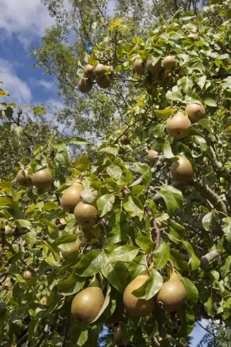 Framed Print : Common Pear (Pyrus communis) Conference, fruit growing on tree, England, October Framed Print : Common Pear (Pyrus communis) Conference, fruit growing on tree, England, October