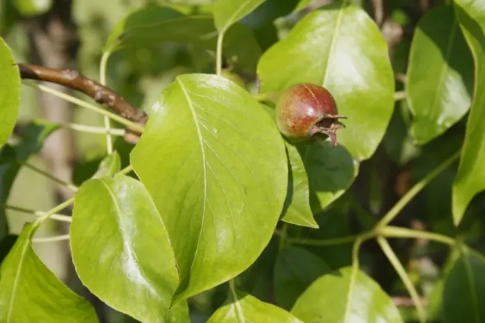 Framed Print : Common Pear (Pyrus communis) Conference, close-up of leaves and developing fruit, in garden, Suffolk, England, may Framed Print : Common Pear (Pyrus communis) Conference, close-up of leaves and developing fruit, in garden, Suffolk, England, may