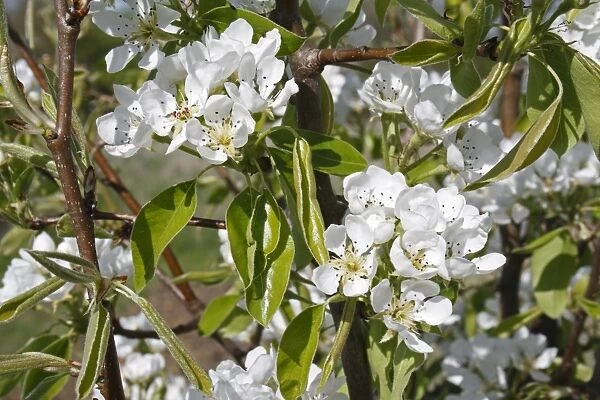 Common Pear (Pyrus communis) Conference, close-up of flowers, in garden, Suffolk, England, april