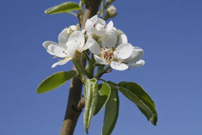 Framed Print : Common Pear (Pyrus communis) Doyenne du Comice, close-up of flowers, in garden, Suffolk, England, april