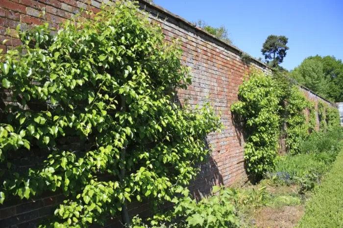 Framed Print : Common Pear (Pyrus communis) espalier, growing against brick wall of walled garden, Thornham Estate, Thornham Magna Framed Print : Common Pear (Pyrus communis) espalier, growing against brick wall of walled garden, Thornham Estate, Thornham Magna