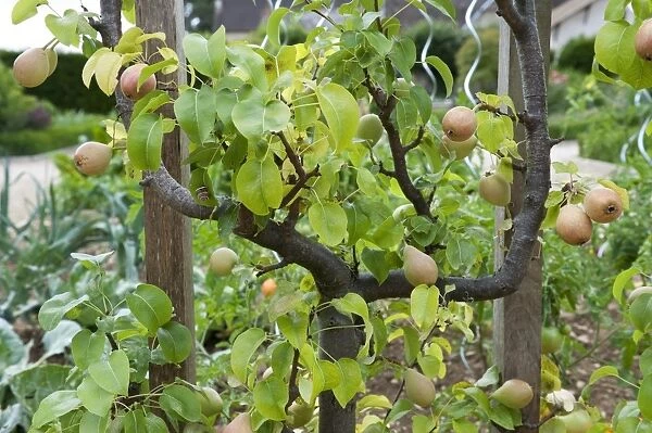 Common Pear (Pyrus communis) espalier with fruit, growing in garden, Normandy, France, june