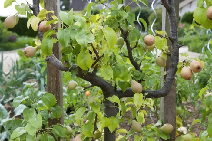 Framed Print : Common Pear (Pyrus communis) espalier with fruit, growing in garden, Normandy, France, june Framed Print : Common Pear (Pyrus communis) espalier with fruit, growing in garden, Normandy, France, june