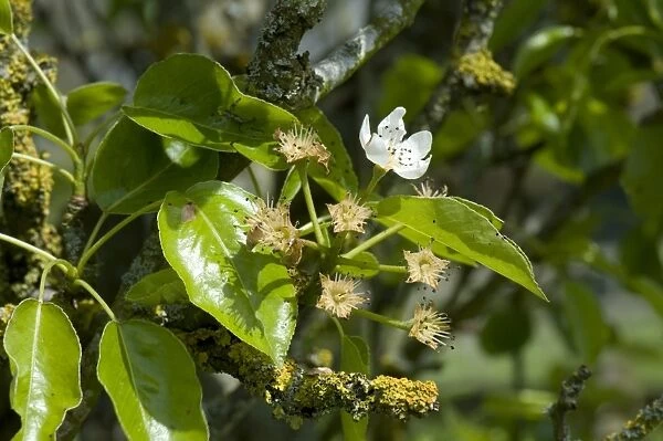 Common Pear (Pyrus communis) fruitset and single flower on tree after petal fall with young leaves in spring