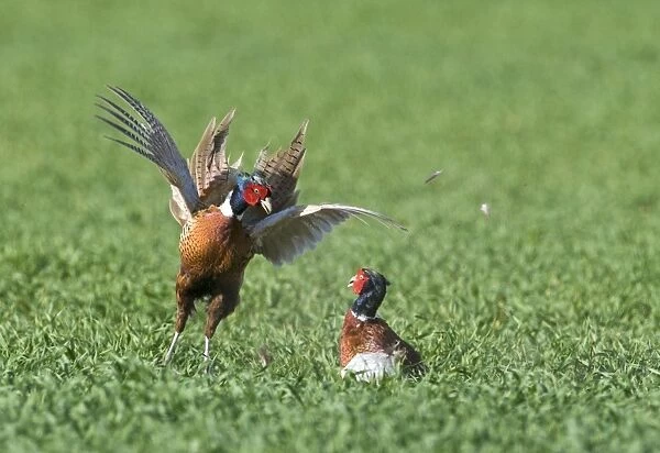 Common Pheasant (Phasianus colchicus) two adult males, fighting in arable field, Norfolk, England, april