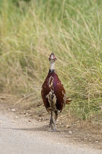 Common Pheasant (Phasianus colchicus) immature male, walking on road, Suffolk, England, August