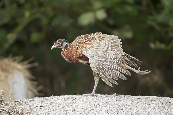 Common Pheasant (Phasianus colchicus) immature male, stretching wing and leg, standing on straw bale, Suffolk, England