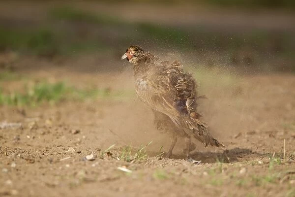 Common Pheasant (Phasianus colchicus) immature male, shaking feathers after dust bathing, Suffolk, England, August