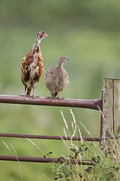 Common Pheasant (Phasianus colchicus) immature male and adult female, perched on gate, Suffolk, England