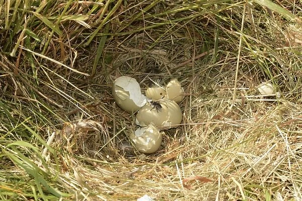 Common Pheasant (Phasianus colchicus) empy eggshells in nest after European Red Fox (Vulpes vulpes) predation
