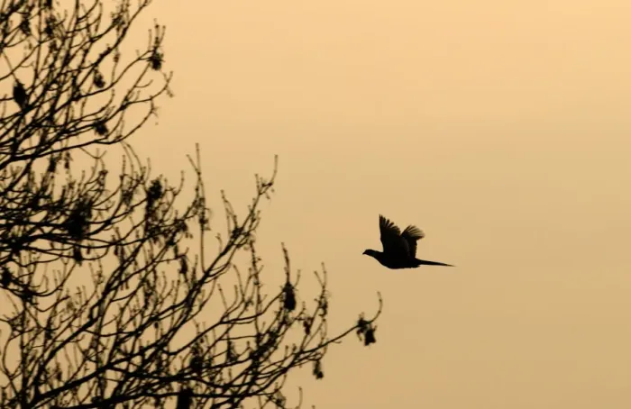 Framed Print : Common Pheasant (Phasianus colchicus) adult, in flight, silhouetted at dusk, Norfolk, England, january Framed Print : Common Pheasant (Phasianus colchicus) adult, in flight, silhouetted at dusk, Norfolk, England, january